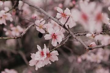 Fototapeta na wymiar almond blossom