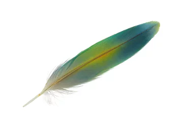 Schilderijen op glas Beautiful green macaw parrot lovebird feather isolated on white background © nadtytok28