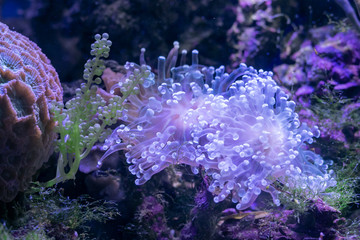 Beautiful sea flower in underwater world with corals  and fish. Nature background.