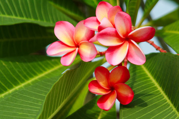 Plumeria Flower (Frangipani, Temple tree) © ducksmallfoto