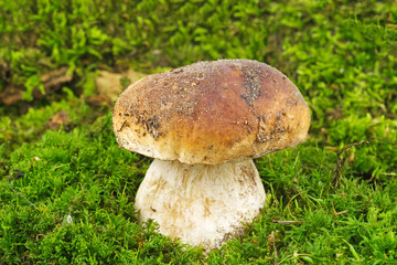 Boletus growning on the moss