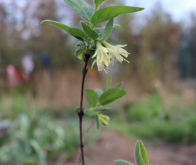 Lonicera Kamtschatica flowers in an orchard in the early spring.Blue-berried. Nature concept.