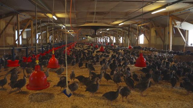 Young brown turkeys inside barn on indoor poultry fam in England. Red automatic drinking system and gas powered heating lamps hanging from the ceiling.