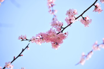 Spring heraldic flowers