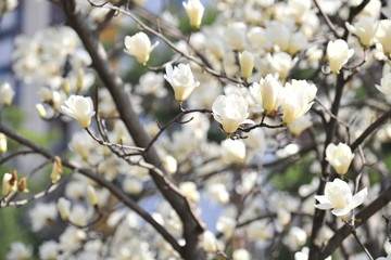 Spring heraldic flowers