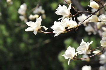 Spring heraldic flowers