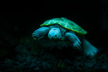 diamondback terrapin turtle swimming in the aquarium with black background
