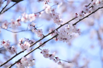 Spring heraldic flowers
