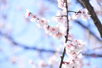 Spring heraldic flowers