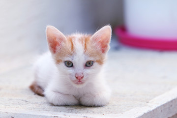 Rotgetigertes Babykätzchen