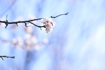 Spring heraldic flowers