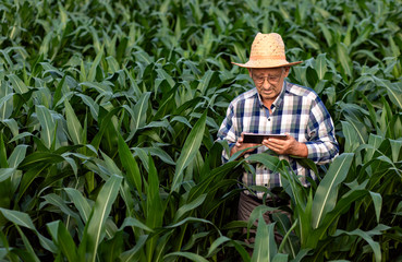 Naklejka na ściany i meble Portrait of senior farmer standing in corn field with tablet in his hands and examining crop.