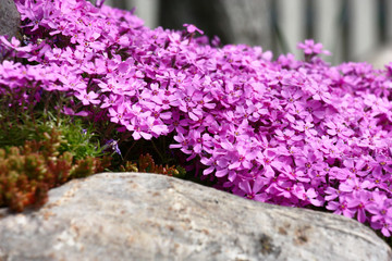 Near a large stone and other plants the phlox subulata grows and blossoms in pink flowers.