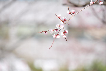 Spring heraldic flowers