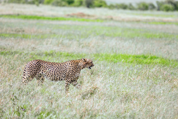 The family of cheetahs. Kenia