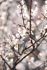 Spring heraldic flowers