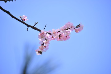 Spring heraldic flowers