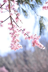 Spring heraldic flowers