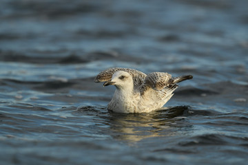 oiseau de mer 2