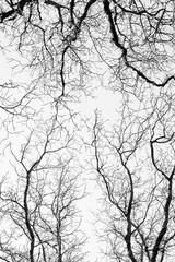 How some tree branches can look like the brain