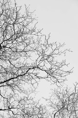 Fototapeta na wymiar the branches of the trees above the sky