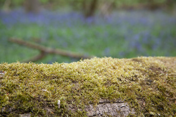Moss growing on a fallen tree in Pinsley Woods, in Oxfordshire in the UK