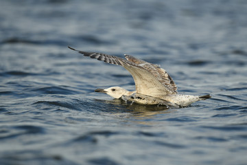 oiseau de mer