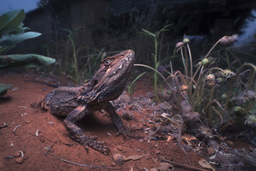 Wild bearded dragon (Pogona barbata) amongst flowers and vegetation with buildings in the background 