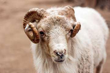 portrait of a white old sheep