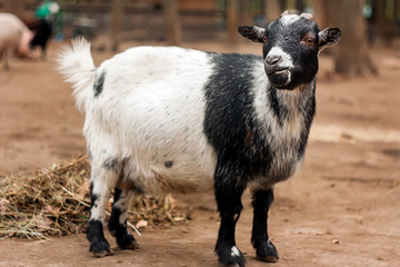 white and black young goat on a farm
