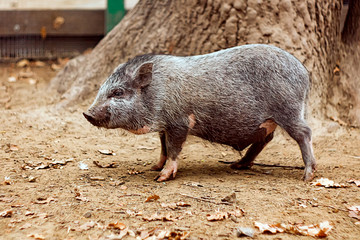 wild pig on a farm