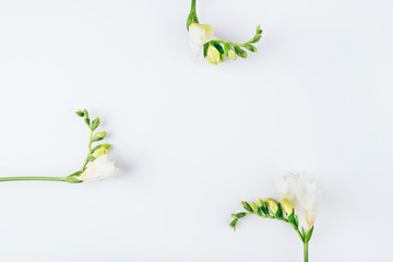 Floral background. Freesia flowers on a white background. Minimal concept. Flat lay, top view. Copy space for text.