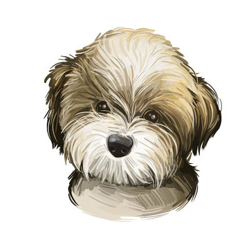 Goldendoodle Dog cross breed of Golden Retriever and poodle isolated on white. Digital art illustration of hand drawn cute home pet portrait, puppy head, rear mixed poodle crossbreed, t-shirt print.
