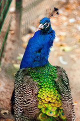 portrait of a peacock © Ирина Каплун