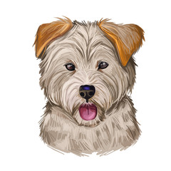 Yorkipoo Dog crosbred of Yorkie-Poo Yorkshire Terrier and poodle isolated. Digital art illustration of hand drawn cute home pet portrait, puppy head, rear mixed poodle crossbreed, t-shirt print.