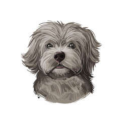 Yorkipoo Puppy crosbred of Yorkie-Poo Yorkshire Terrier and poodle isolated. Digital art illustration of hand drawn cute home pet portrait, dog head, rear mixed poodle crossbreed, t-shirt print.