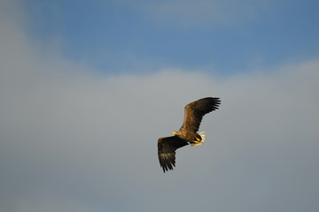 rois du ciel