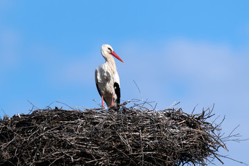 Stork nest on blue sky background © byrdyak