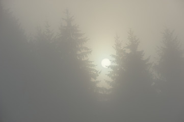 foggy morning in a pine forest