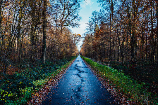 Stra&szlig;e im Wald