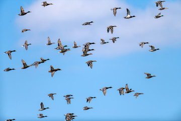 View of flying brown wild ducks and mallards in blue sky