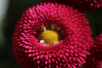 Bellis im Fr&uuml;hling