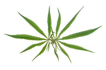 Green leaf marijuana on white. Herb object