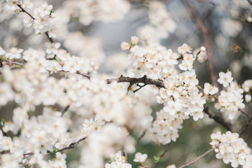 flowering trees in the garden in spring