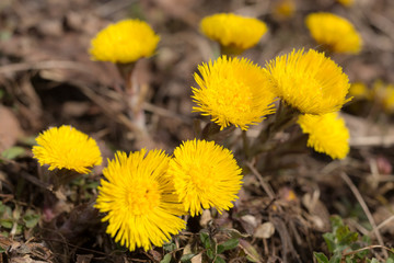 yellow coltsfoot flowers in spring