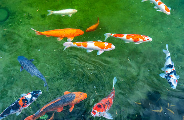 Colorful Koi fishes swimming in the lake. This is a ornamental carp decorated in a garden with a large lake
