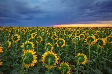 Obraz premium Field of blooming sunflowers on a background sunset. Beautiful summer landscape