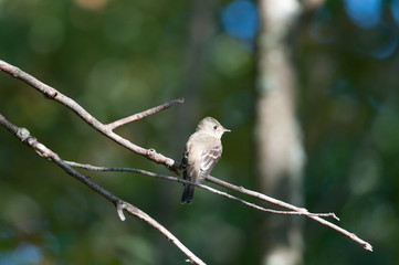Eastern Wood-Pewee