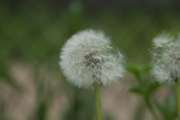 dandelion on the blurred background of the meadow
