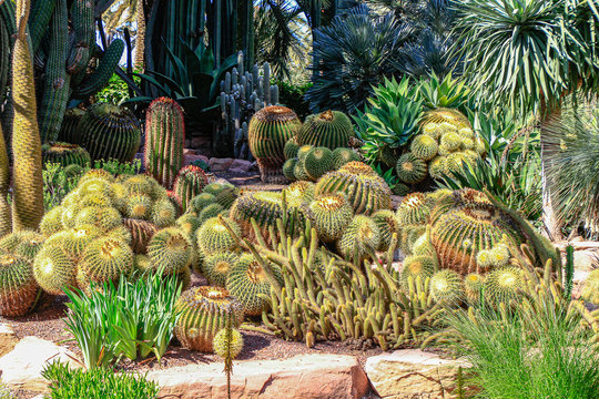 Beautiful cactus garden of the Neobuxbaumia polylopha type